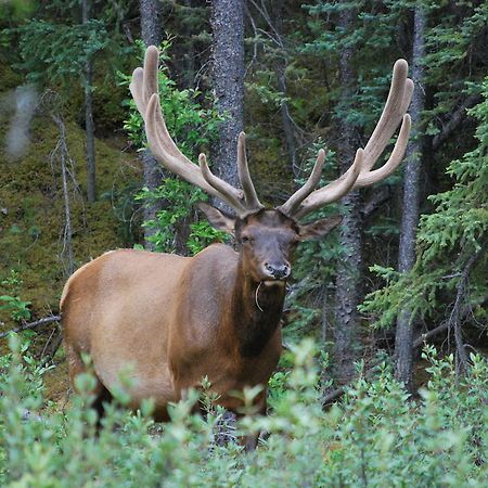 Celtic Haven Hotel Jasper National Park Luaran gambar