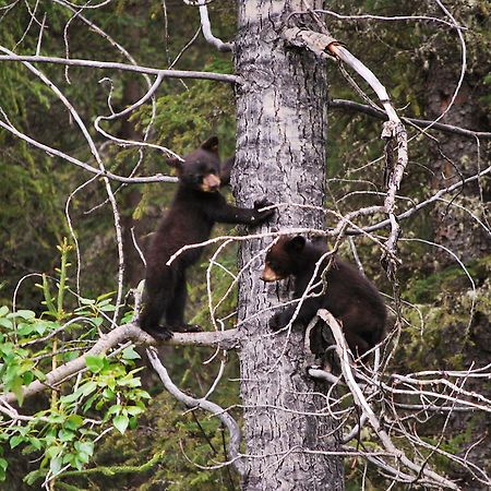 Celtic Haven Hotel Jasper National Park Luaran gambar