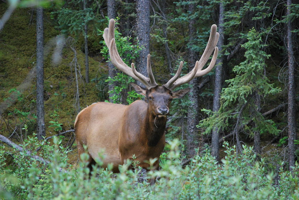 Celtic Haven Hotel Jasper National Park Luaran gambar